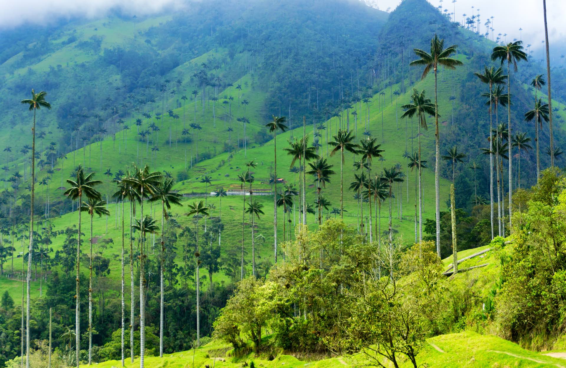 valle cocora